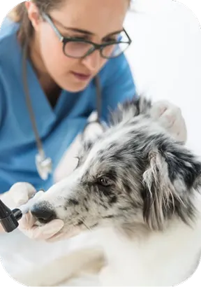 Ultrassom gestacional