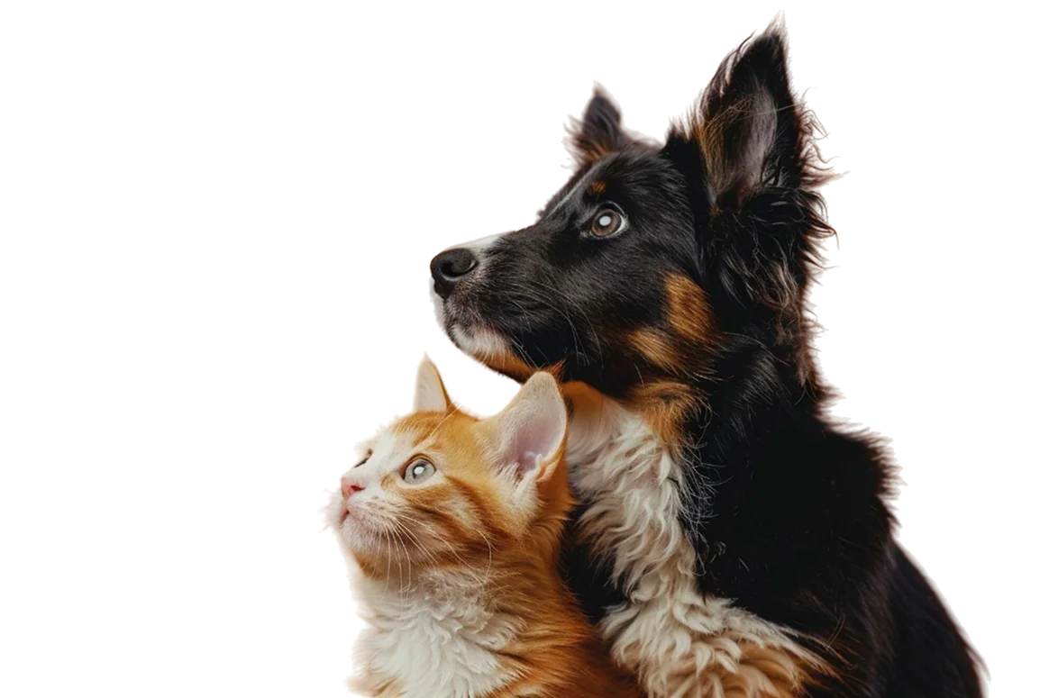 Cachorro e gato home hero