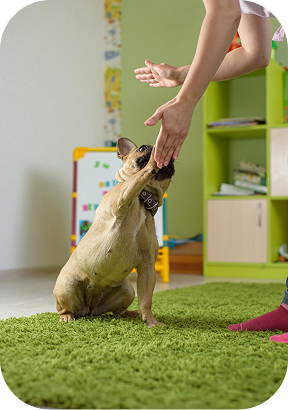 Ultrassom gestacional